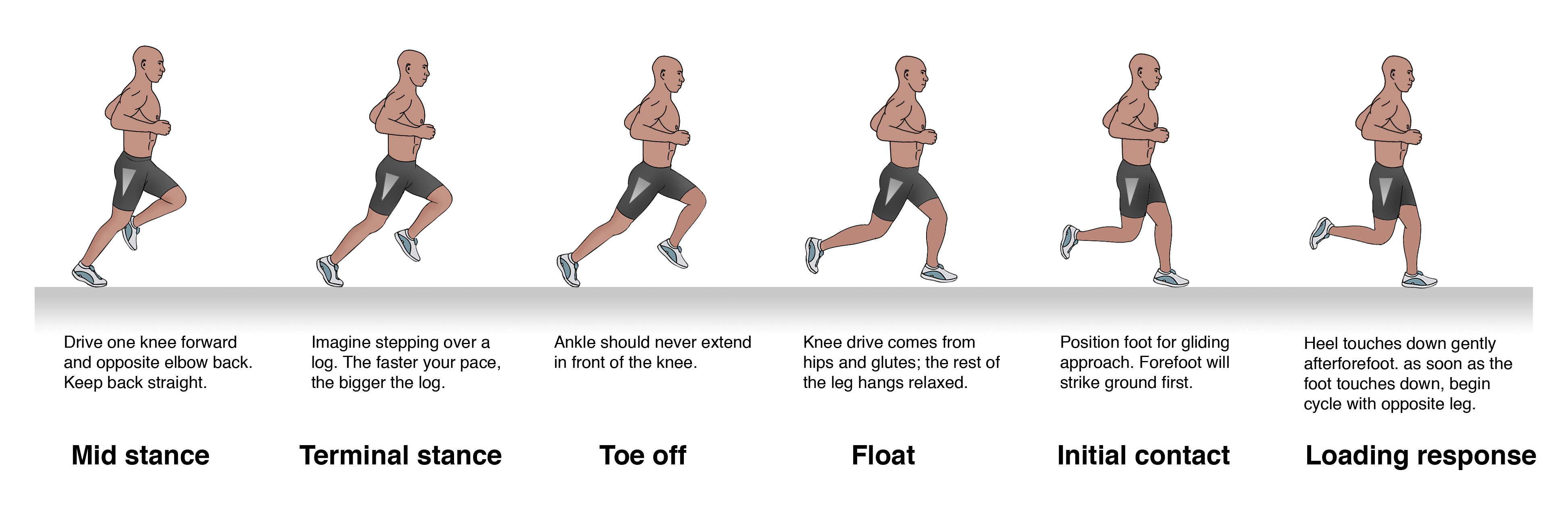 During stance, the foot moves from pronation to supination in order to both absorb and generate forces. Under normal circumstances, peak pronation is reached during the loading response.