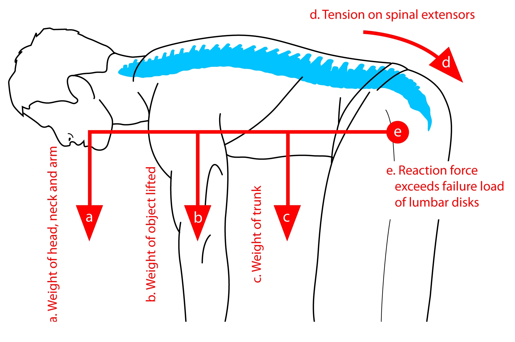 Figure 2: The spine as a cantilever