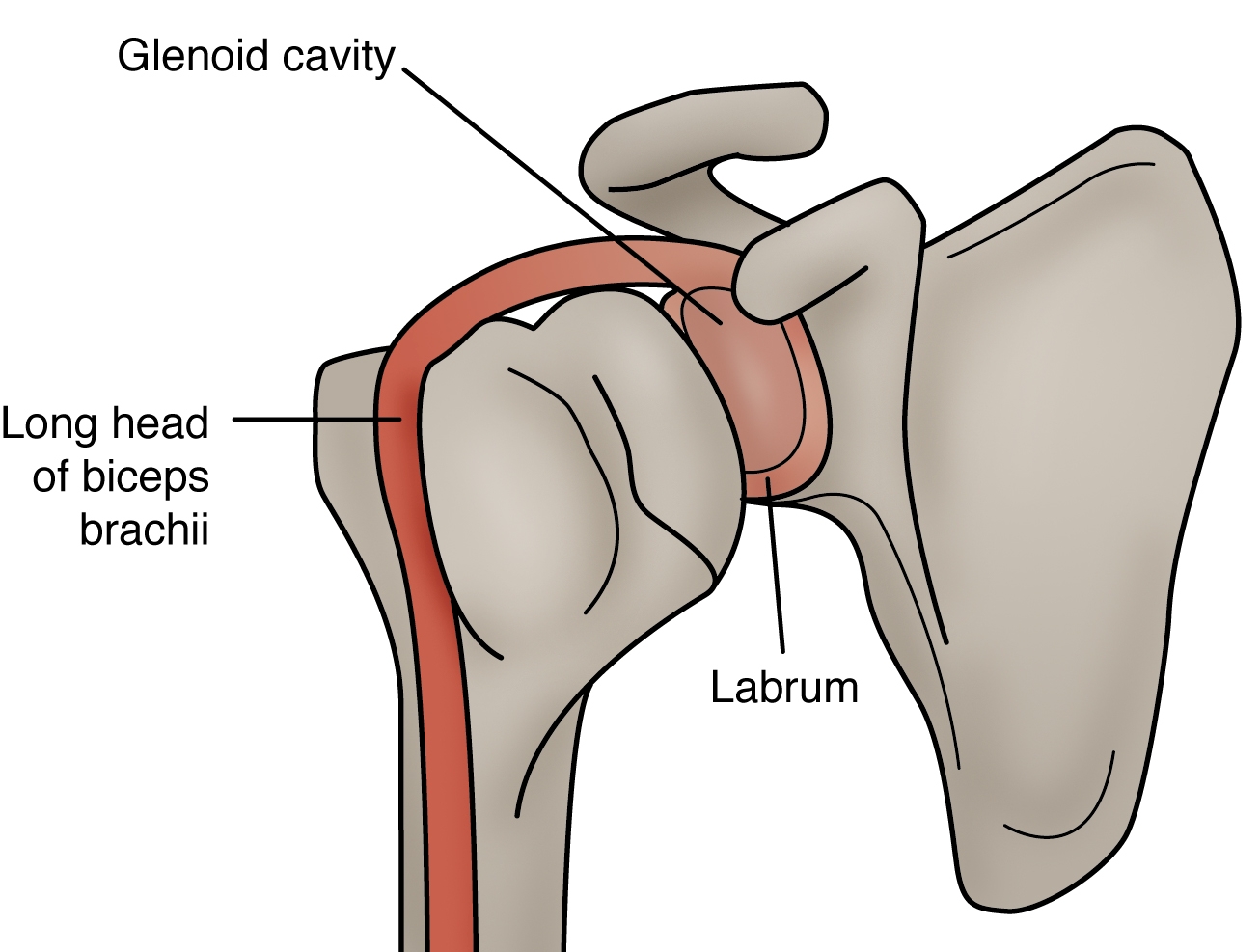 Figure 1: Anatomy and biomechanics of GHJ