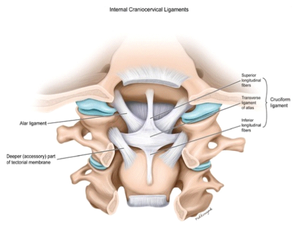 In sitting, the patient’s head is cradled whilst the bifid spinous process of C2 is fixed with the index finger and the thumb. Side flexion down to C2 is performed by moving the patient’s head. Any movement of the head without movement of the C2 spinous process indicates laxity of the alar ligament complex, and a positive test.