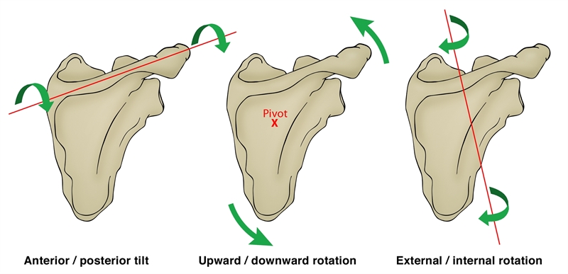 Figure 2: Scapular kinematics