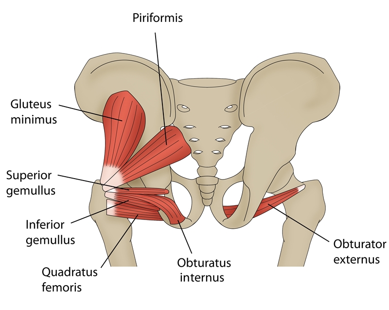 Figure 5: Muscle groups requiring attention in FAI