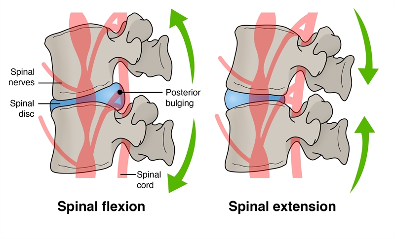 Figure 4: Spinal discs and injury susceptibility