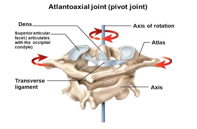 With the patient sitting, the base of the index finger is placed over the C2 spinous process. The upper cervical spine is flexed. An attempt is made to translate the patient’s head posteriorly with C2 fixed. A positive test is a change in symptoms; a clunk sensation, and/or movement of C1 back towards the index finger on C2.