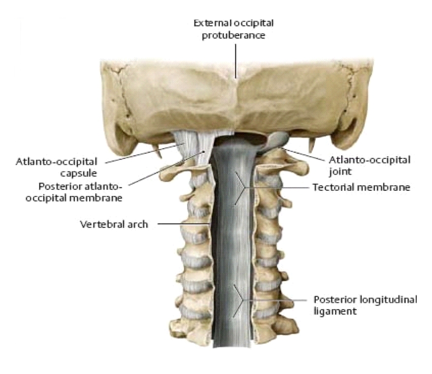 In sitting, cradle the occiput and head. Fix C2 spinous process with the base of the index finger in a downward direction. The direction of force is an axial distraction one, attempting to lift the head up on the neck to separate the two. Normal distraction should not exceed 1-2mm.