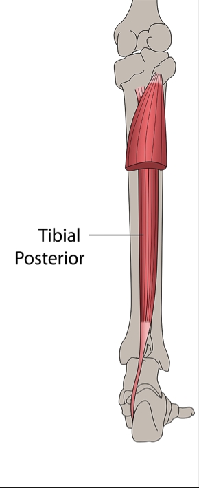 tibialis posterior tendon insertion